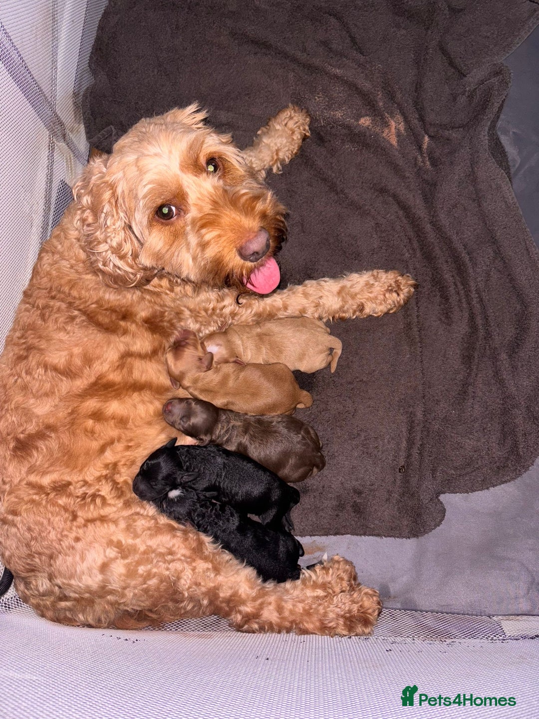 Cockapoo dogs for sale: Last boy for sale - Image 7