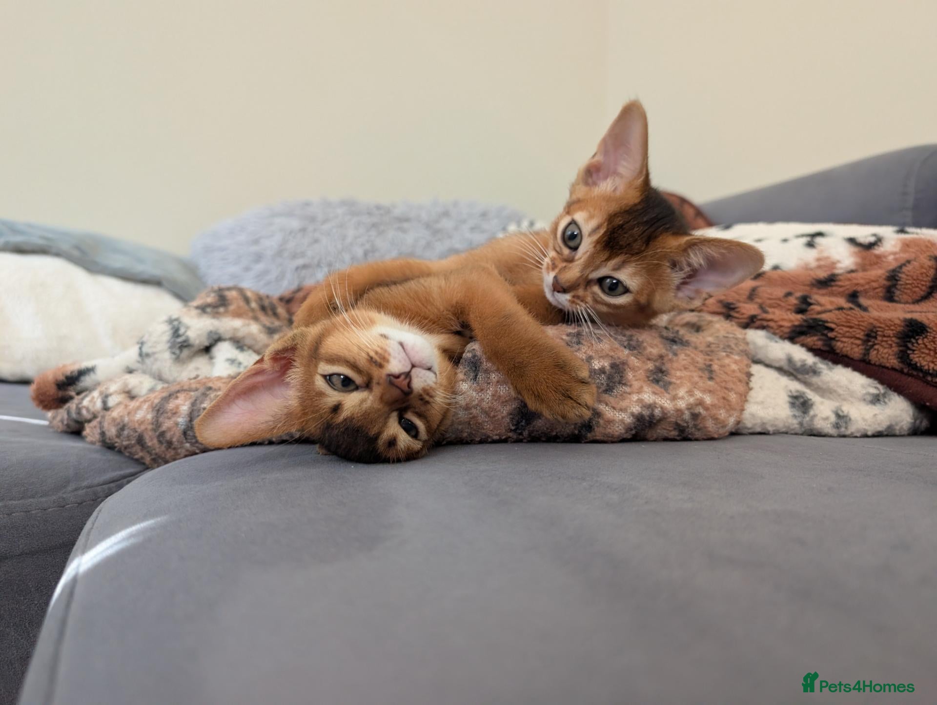 Abyssinian cats 🩵Boy🩵 Show class kitten 🐾 - Advert 14