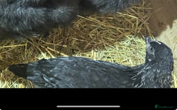 Chickens poultry for sale: Norfolk Grey Pair - Image 2