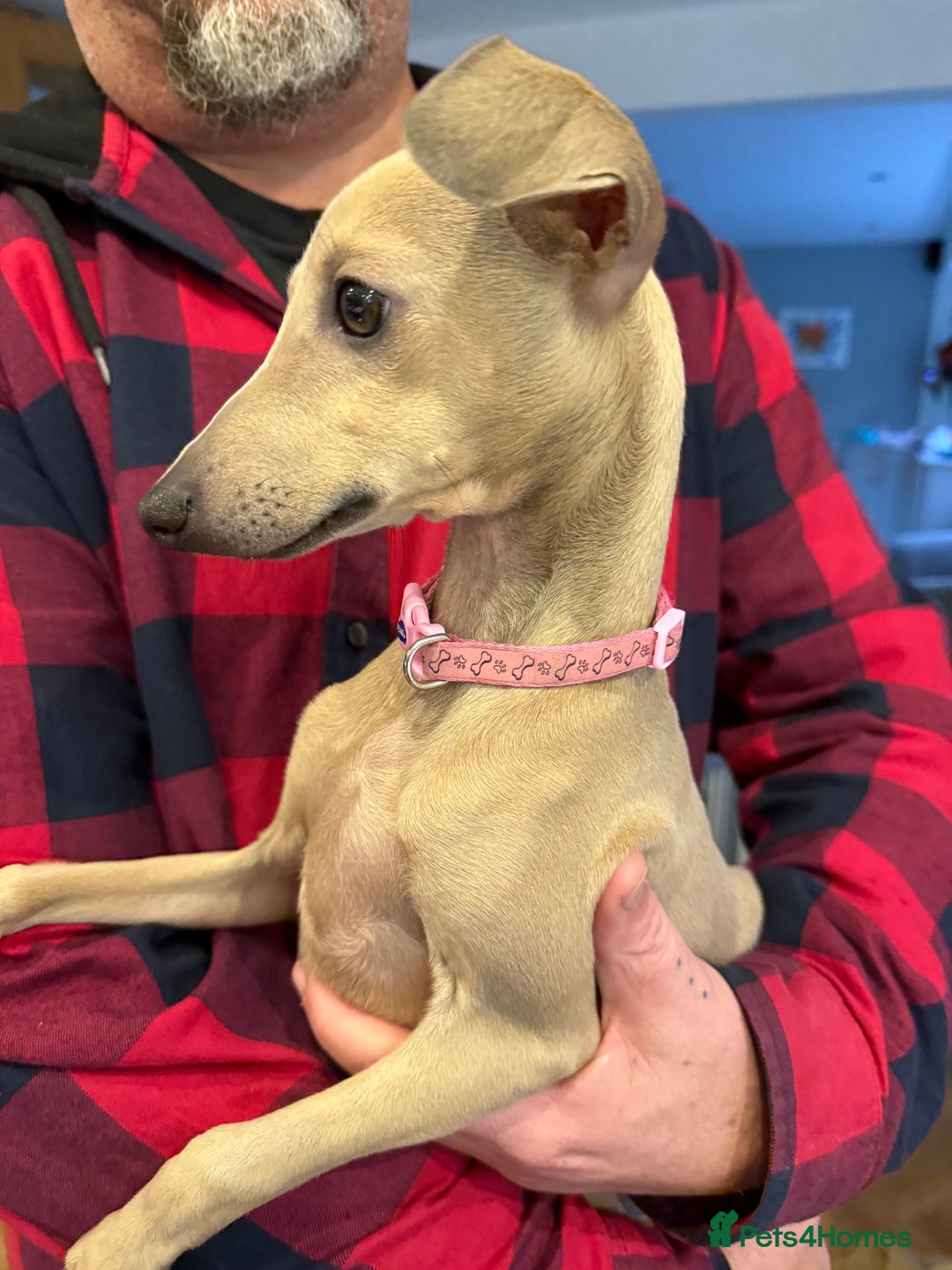 Italian Greyhound dogs for sale: Italian greyhound girl - Image 4
