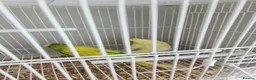 Budgerigars birds for sale: Budgies available now 🐦🐦‍⬛🦜🦚 - Advert 9