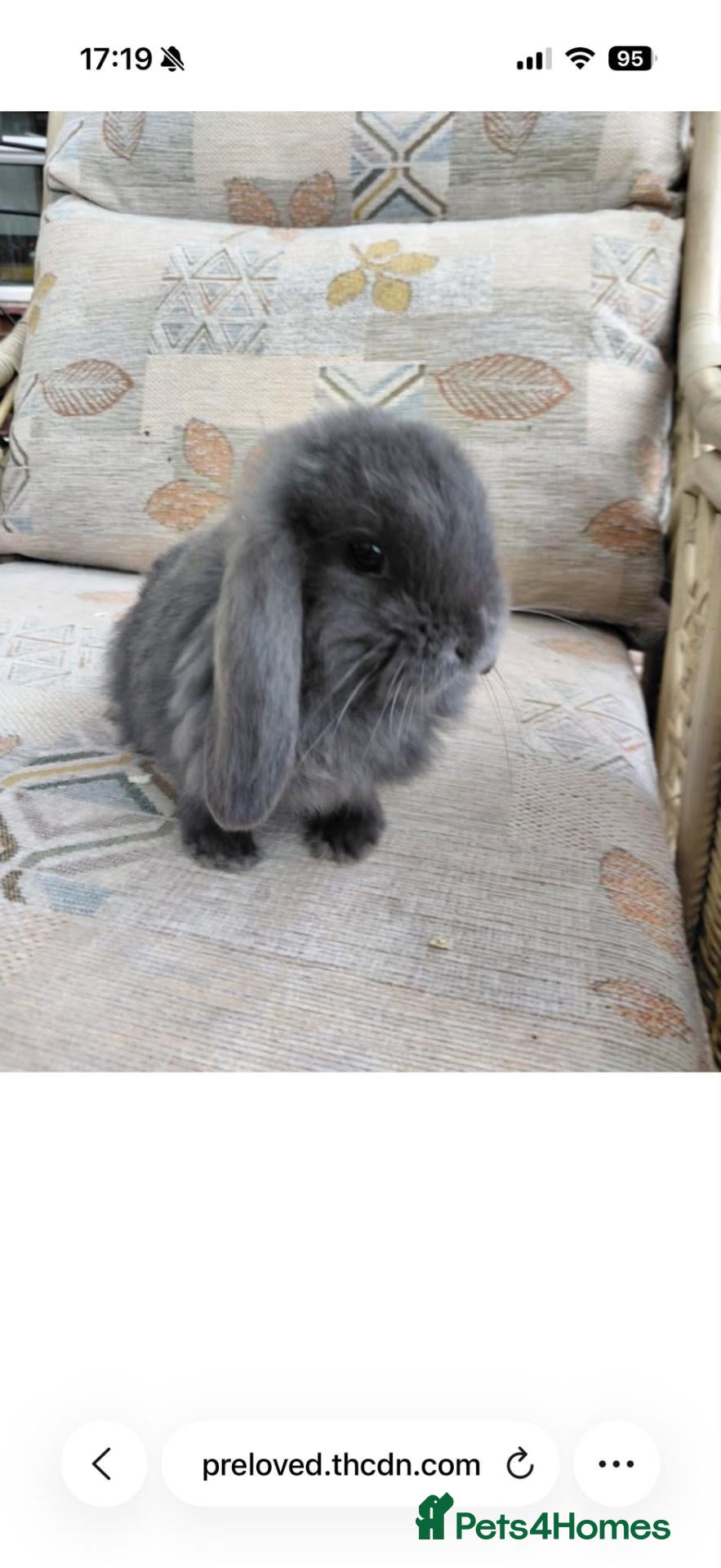 Mini Lop rabbits for sale: mini lops - Advert 5