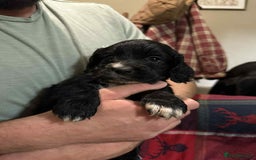 Cocker Spaniel dogs for sale: WCS bitch with working parents - Image 7