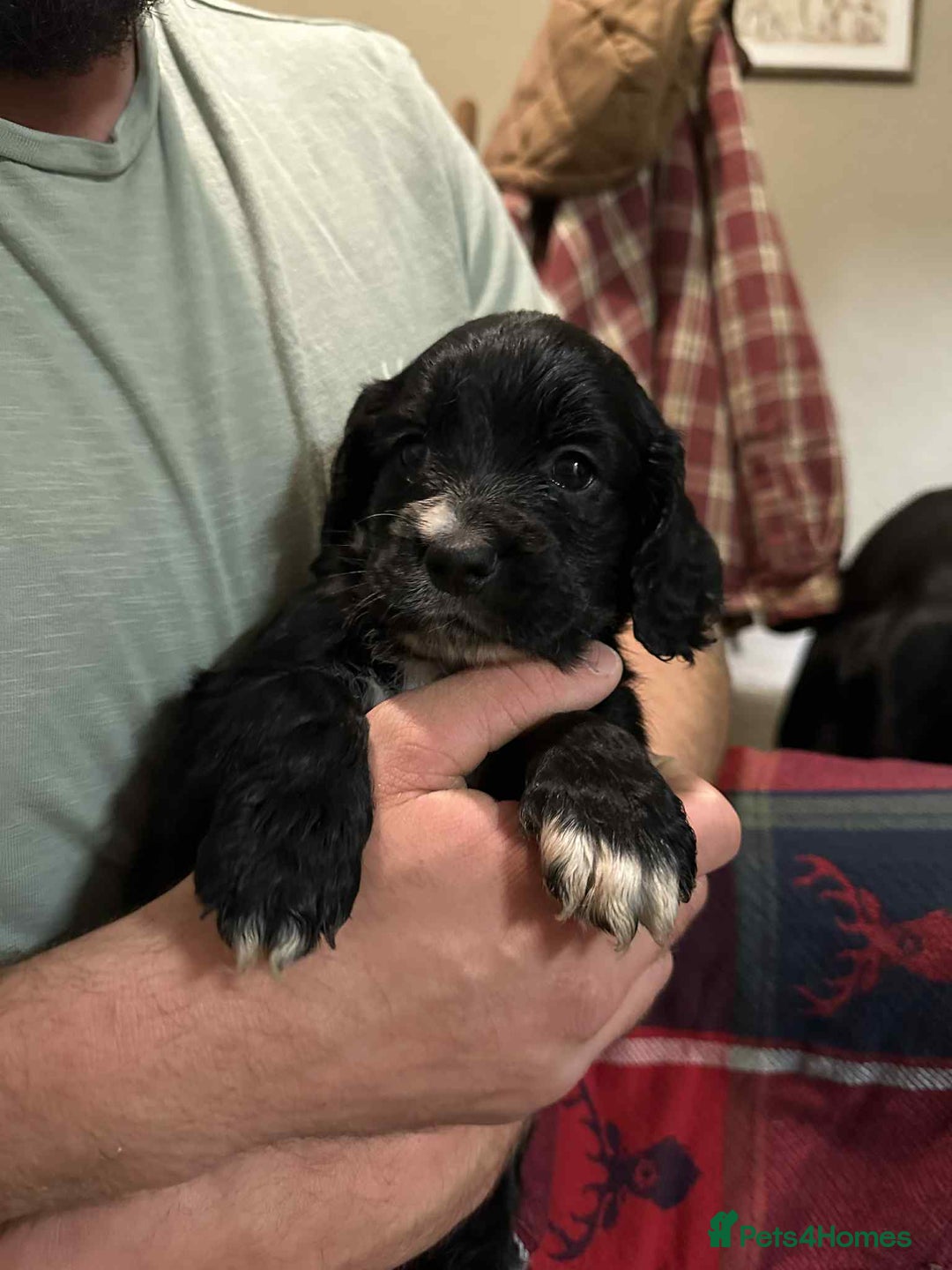 Cocker Spaniel dogs for sale: WCS bitch with working parents - Image 7