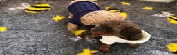 Cavapoochon dogs for sale: Gorgeous Toy Cavapoochons, Health Tested Parents in London - Advert 14
