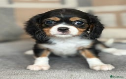 King Charles Spaniel dogs for sale: Beautiful cavalier puppies  - Image 21