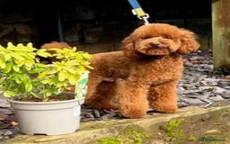 Miniature Poodle dogs for stud: Proven - KC REG MINIATURE POODLE STUD 🐩🐾 in Doncaster - Image 12
