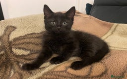 Domestic Shorthair cats for sale: 7 beautiful kittens!!!🐈‍⬛🐈‍⬛🐈‍⬛ - Image 1
