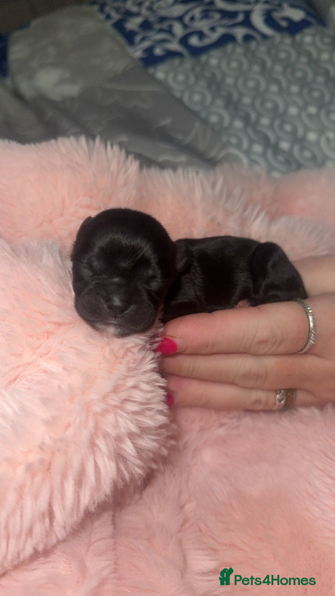 Mixed Breed dogs for sale: 6 Beautiful Babys - Image 2