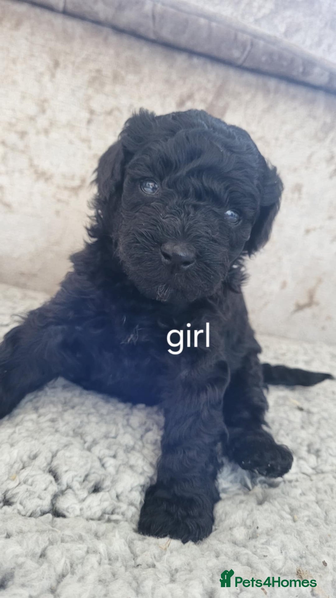 Poochon dogs for sale: Poochon puppys - Advert 5