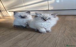 Ragdoll cats for sale: 4 Beautiful Female Ragdoll kittens for sale  - Image 15