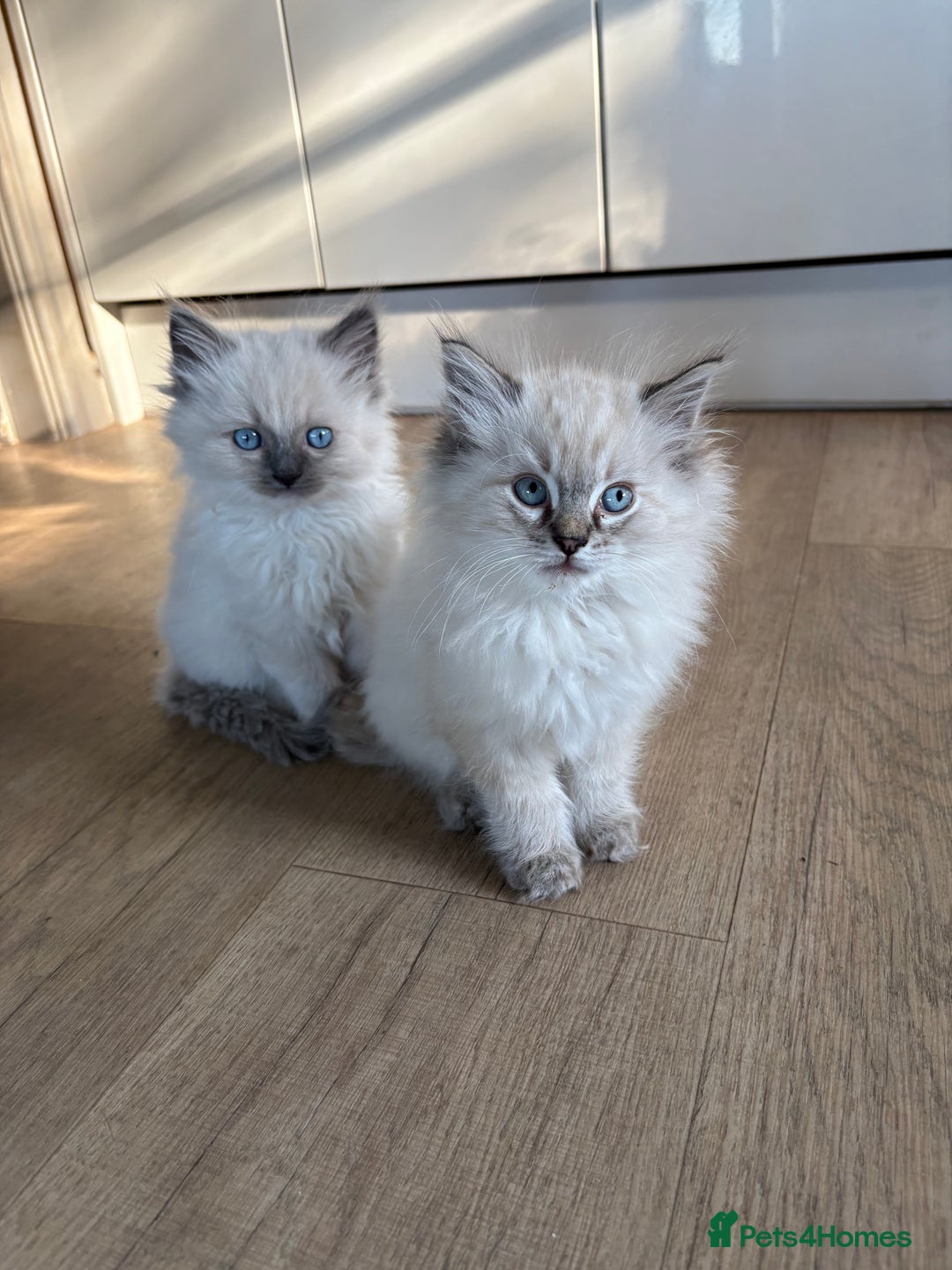 Ragdoll cats for sale: 4 Beautiful Female Ragdoll kittens for sale  - Image 15