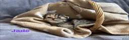 Persian cats for sale: Beautiful litter of Persian kittens, PKD Neg - Advert 13