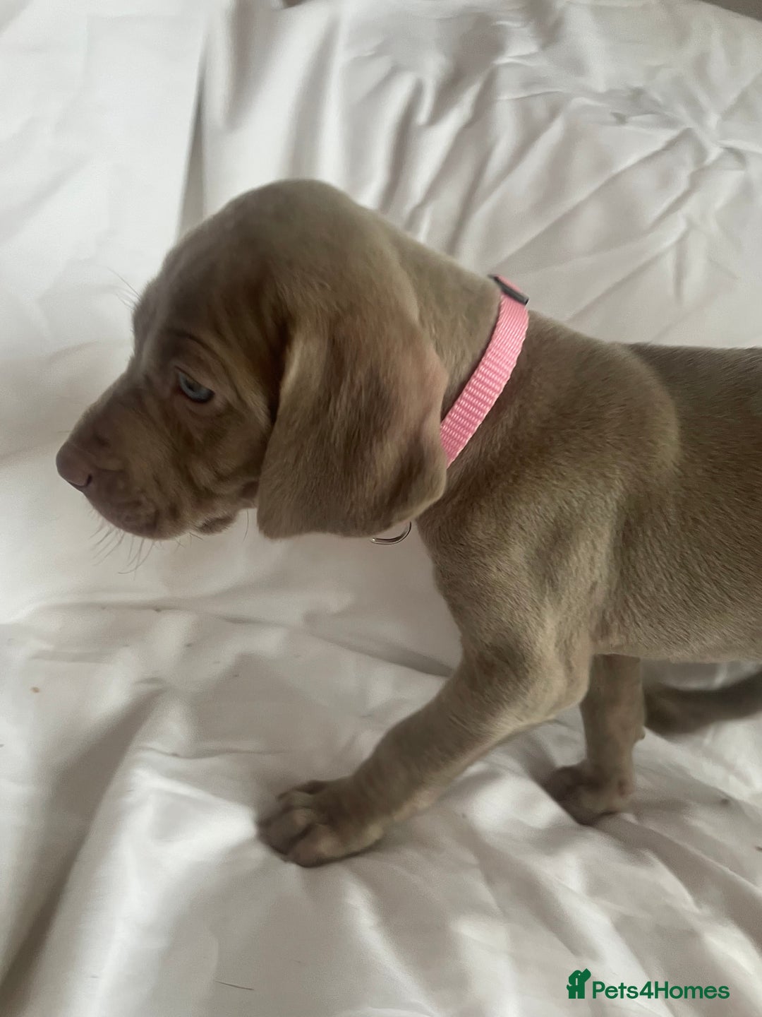 Weimaraner dogs for sale: KC registered Silver puppies - Advert 33