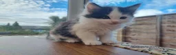 Mixed Breed cats for sale: 4 Beautiful Kittens Looking for Forever Homes in Taunton - Advert 3