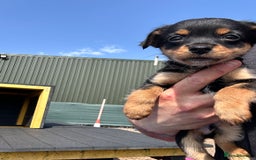 Chihuahua dogs for sale: Chihuahua X puppies  - Image 13