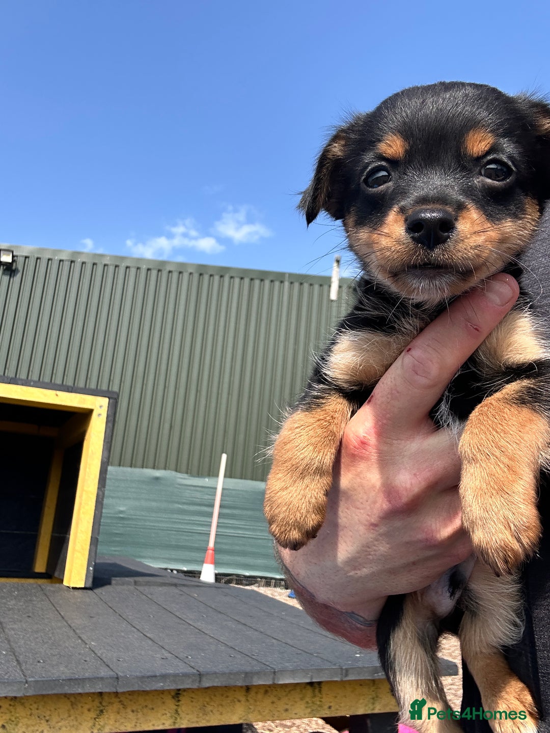 Chihuahua dogs for sale: Chihuahua X puppies  - Image 13
