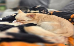 Chihuahua dogs for sale: Kc long haired chihuahua puppy  - Image 5