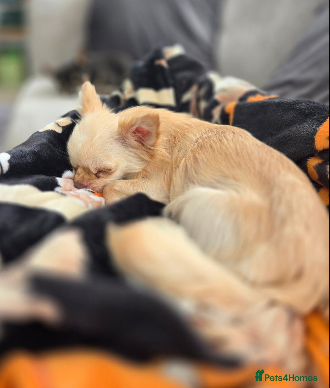 Chihuahua dogs for sale: Kc long haired chihuahua puppy  - Image 5