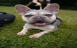 Mixed Breed dogs for adoption: Lovely Anita is looking for her forever home! - Image 2