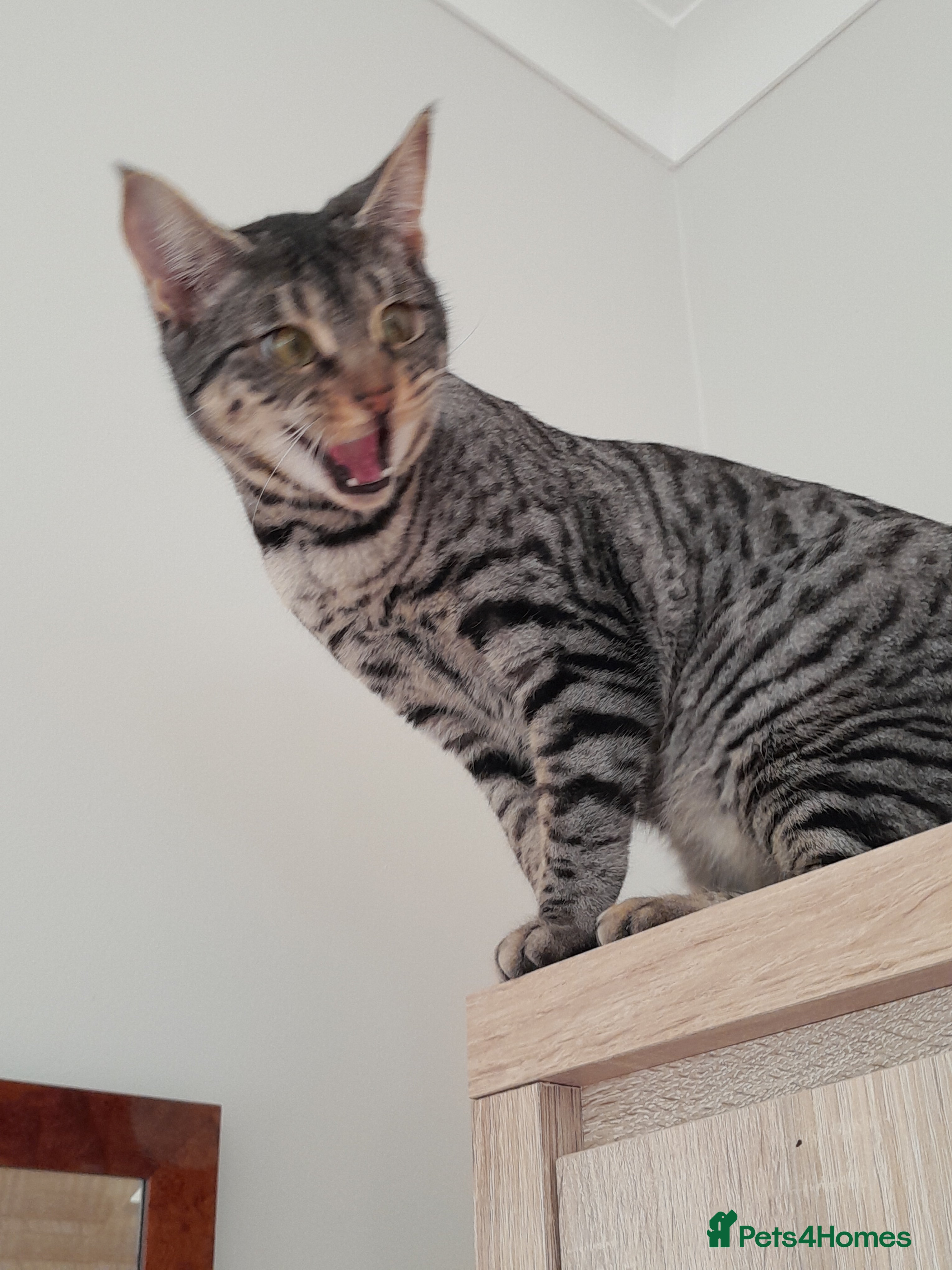 Savannah cats Full Pedigree F5 TICA reg Savannah Girl Kitten - Advert 2