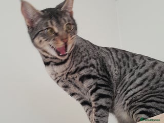 Savannah cats Full Pedigree F5 TICA reg Savannah Girl Kitten - Advert 2