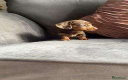 Miniature Dachshund dogs for sale: 5 gorgeous mini dachshund puppies - Image 4