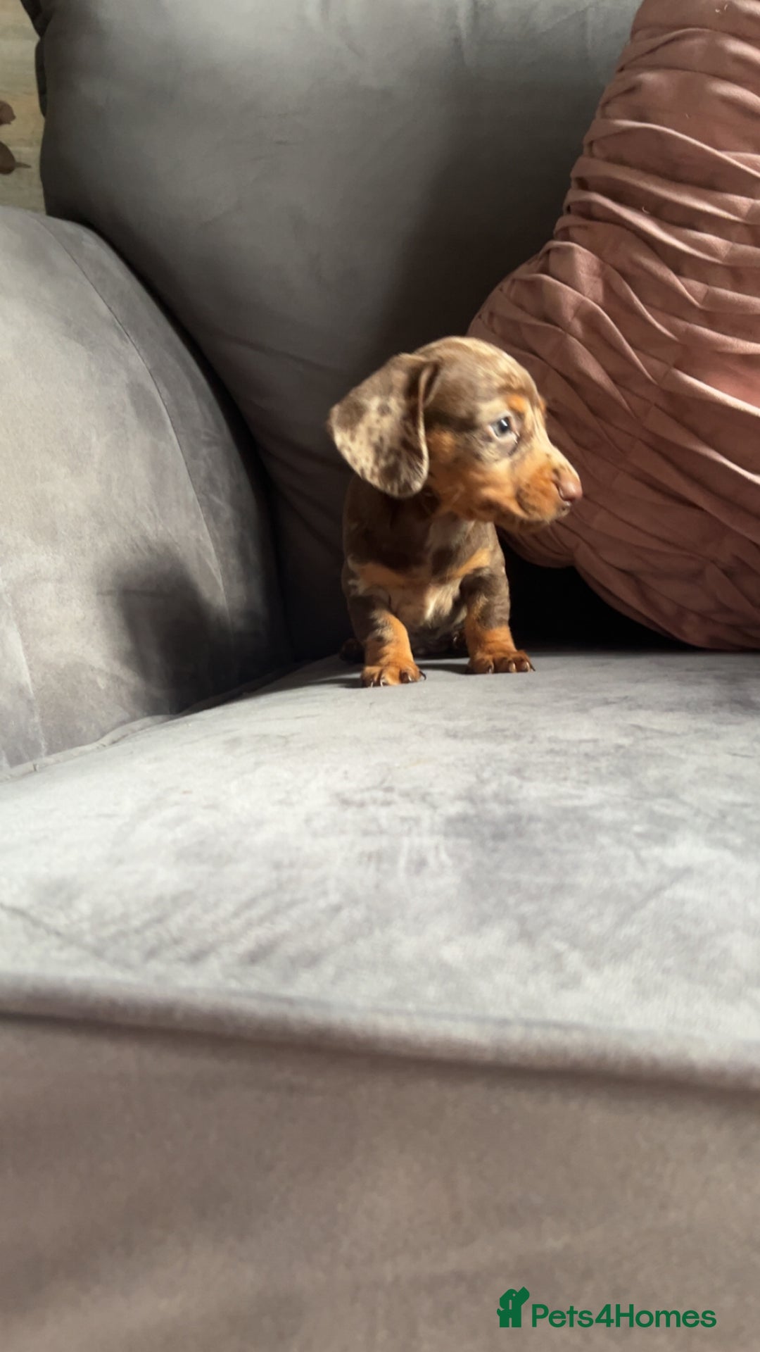 Miniature Dachshund dogs for sale: 5 gorgeous mini dachshund puppies - Image 4