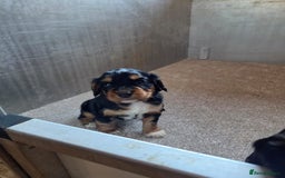 Cocker Spaniel dogs for sale: working cocker spaniels - Advert 11