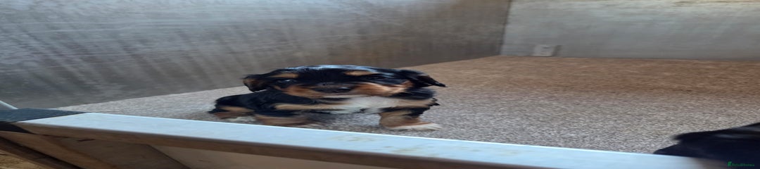 Cocker Spaniel Puppy 1 winnie 