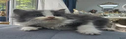 Persian cats for sale: Lovley half perian  - Advert 18