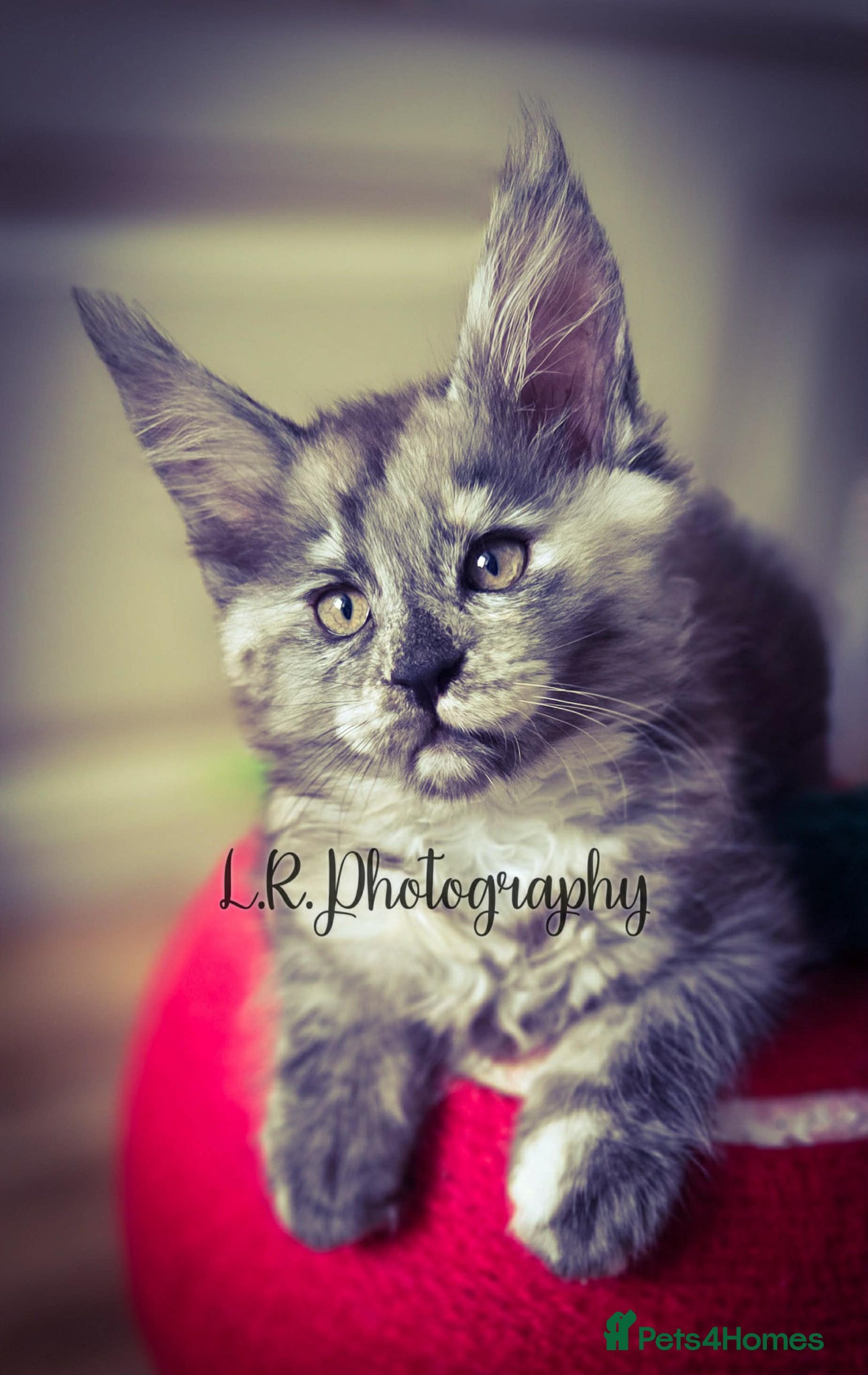 Maine Coon cats TICA Registered Maine Coon/ Polydactyl - Advert 2