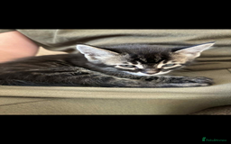 Bengal cats for sale: Bengal x - Image 9