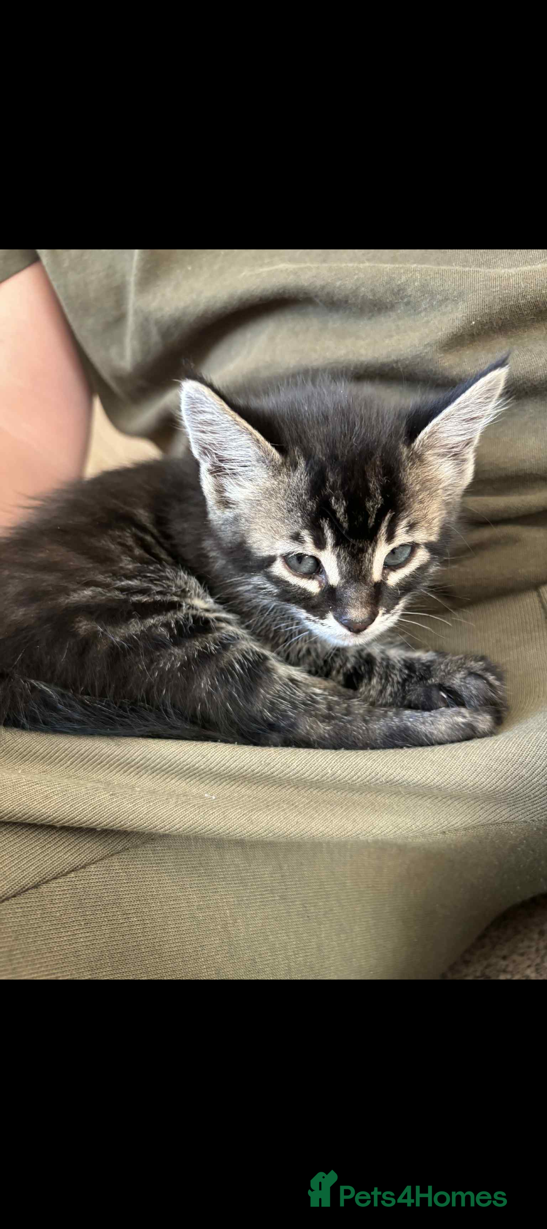 Bengal cats for sale: Bengal x - Image 9