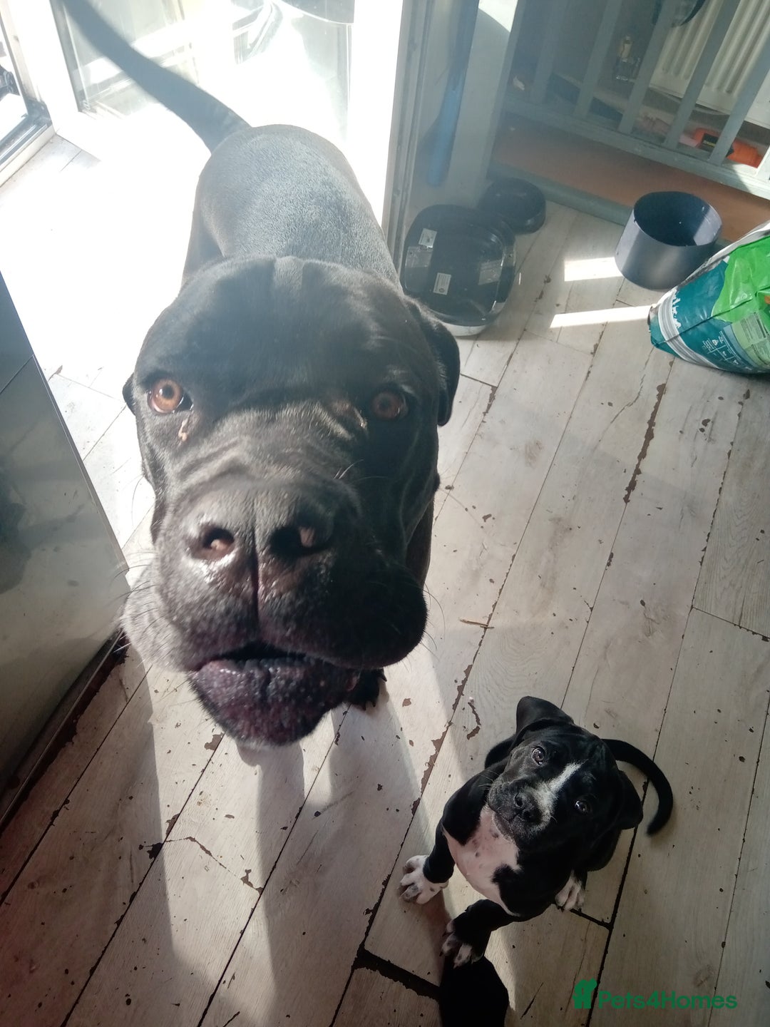 Cane Corso dogs for sale: Cane Corso female puppy - Image 8