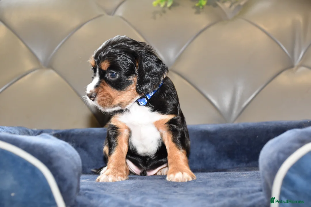 Cocker Spaniel dogs for sale: Kc Reg  Cocker Spaniel Puppies Health Tested - Advert 28