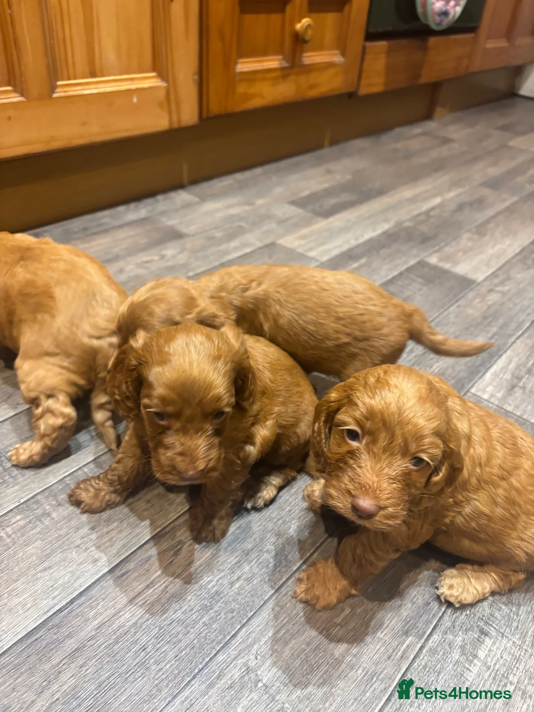 Cockapoo dogs for sale: Cockapoo puppies  - Advert 14