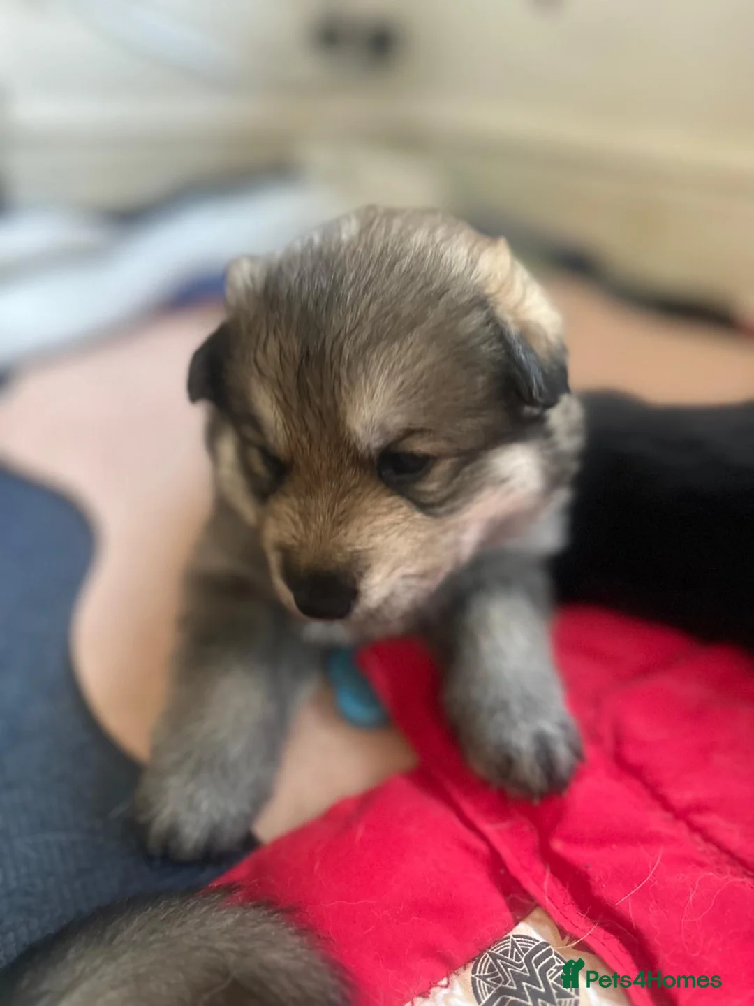 German Shepherd dogs for sale: German Shepherd Puppies (6 Boys, 1 Girl) - Advert 2