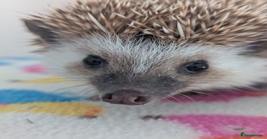 Pygmy Hedgehog rodents - Advert 15