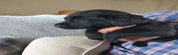 Labrador Retriever dogs for sale: Labrador puppies - Advert 17