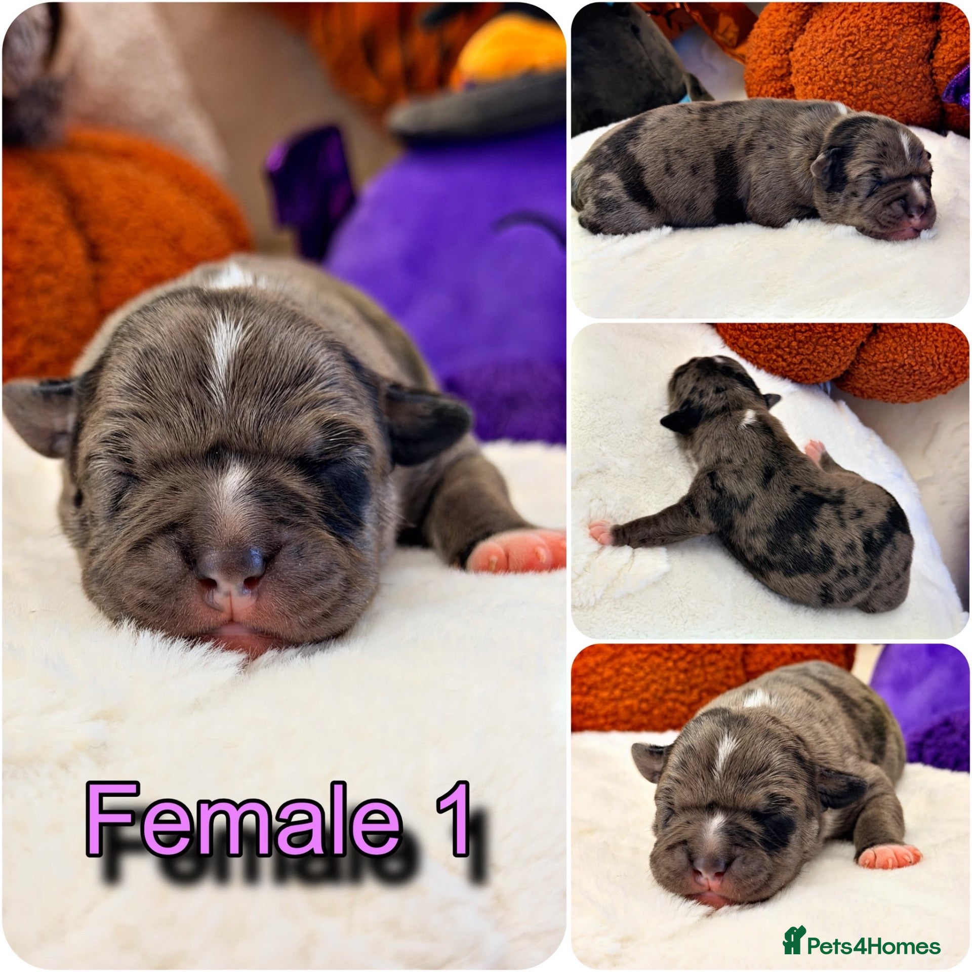 Staffordshire Bull Terrier dogs 🐾KC REGISTERED STAFFORDSHIRE BULL TERRIER  🐾 - Advert 2