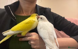 Parrots birds for sale: Hand reared baby quaker - Image 17