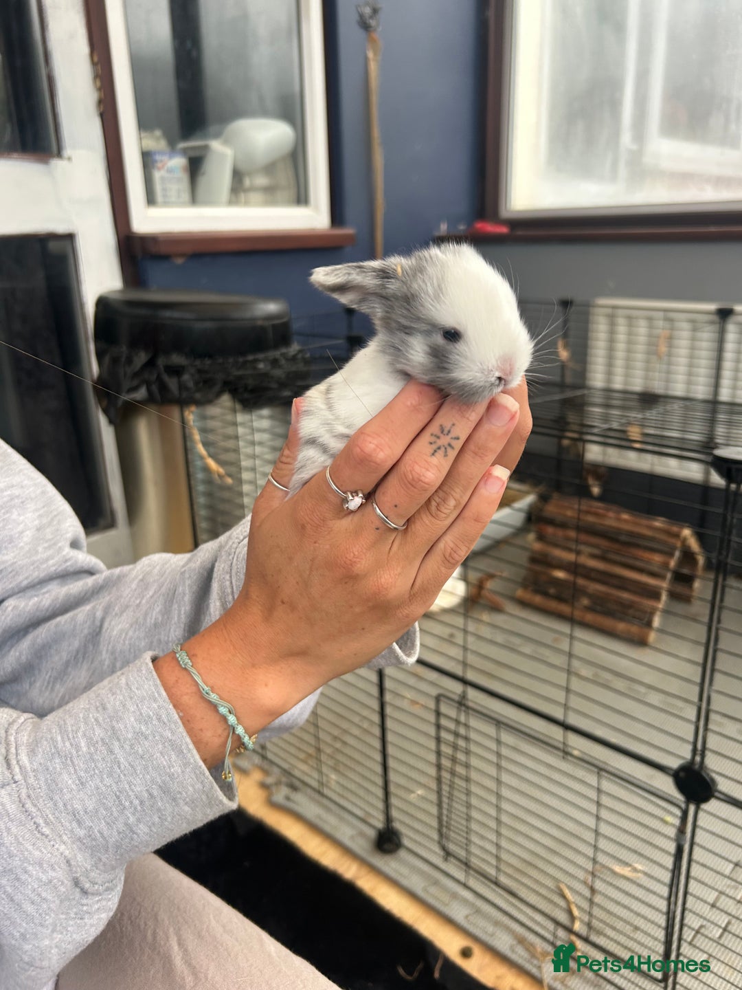 Mini Lop rabbits for sale: Mini lop babies  - Image 3