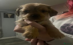 Mixed Breed dogs for sale: Dachshund crosses for sale  - Image 2