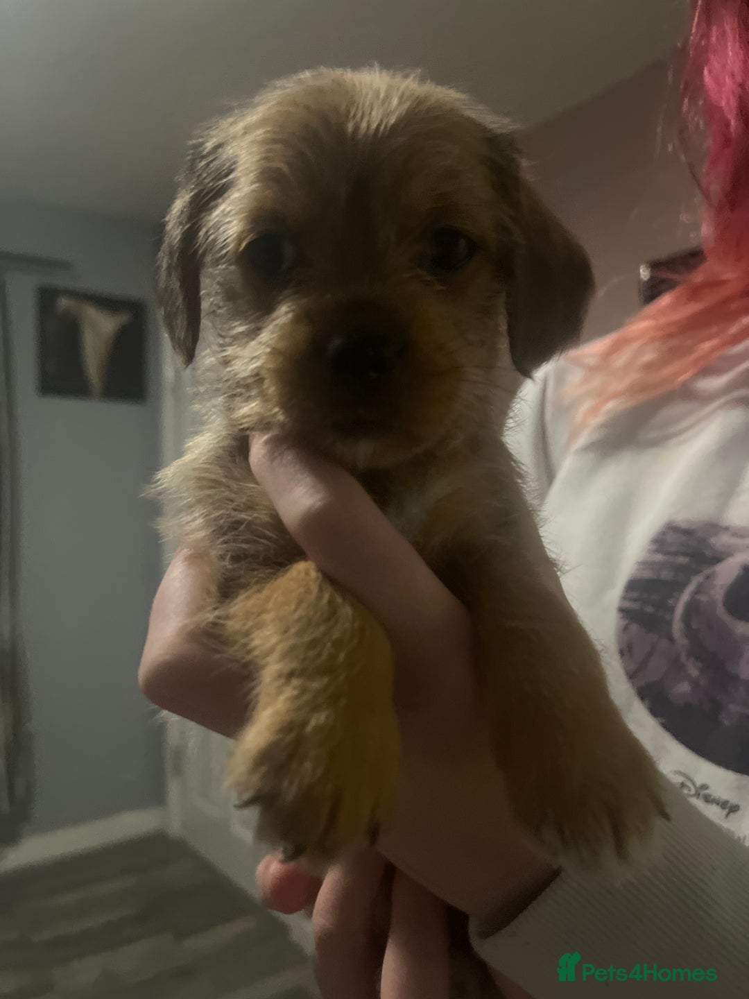Mixed Breed dogs for sale: Dachshund crosses for sale  - Image 2