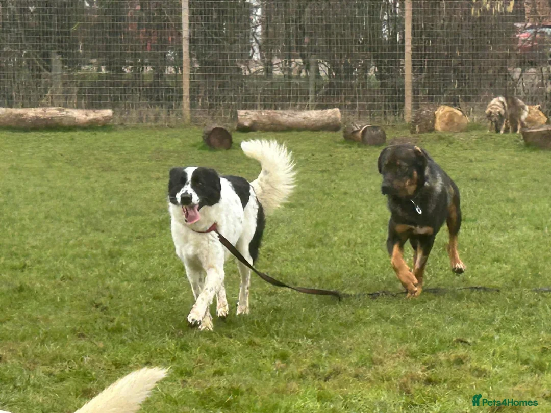 Mixed Breed dogs for adoption: Magpie - Norwich Norfolk  in Norwich - Advert 15