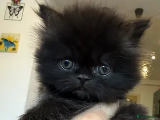 Persian cats Pedigree Persian Kittens- Only 1 Left - Advert 13