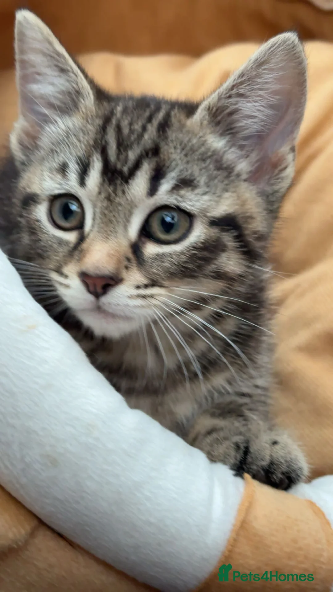 Mixed Breed cats for sale: British short hair mixed breed kittens.🩷 - Advert 7