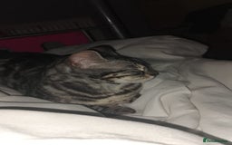 Bengal cats for sale: Pixie female Bengal  - Image 3