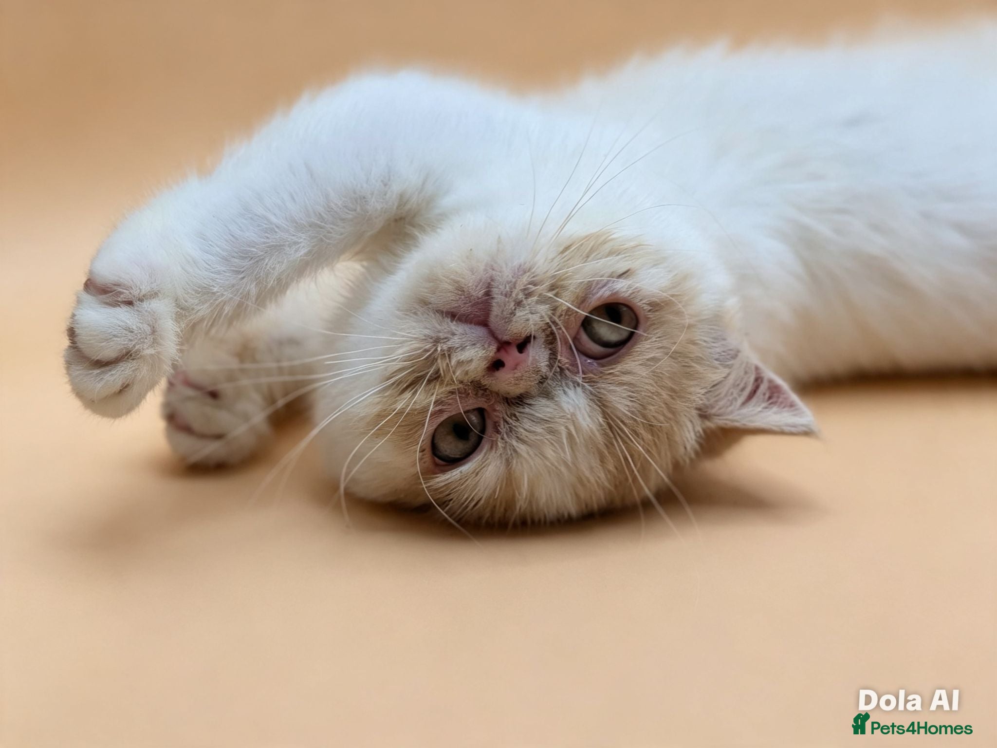 Exotic cats  Exotic Shorthair Girl, Feisty & Loving - Advert 3